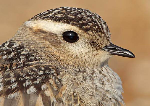Dotterel