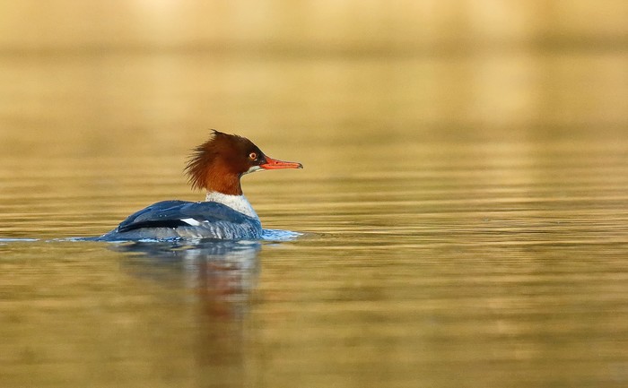 Goosander