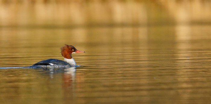Goosander