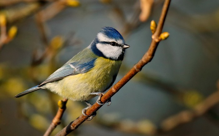 Blue Tit