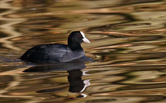 Coot