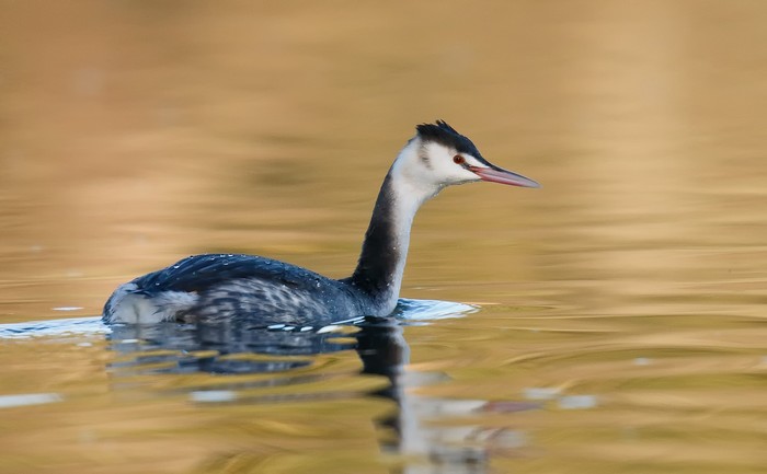Great Crested Grebe