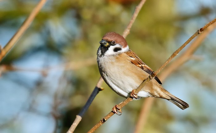 Tree Sparrow