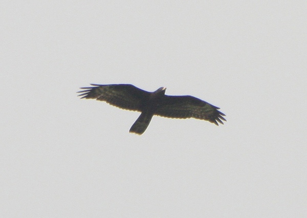 Honey Buzzard