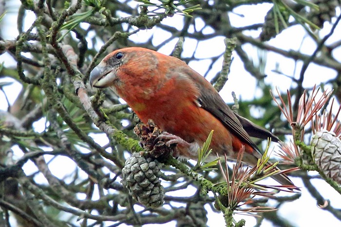 Parrot Crossbill