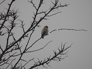 Coues's Arctic Redpoll