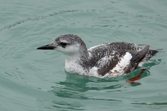 Black Guillemot