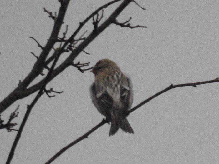 Coues's Arctic Redpoll