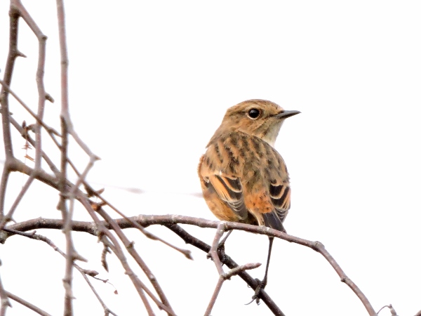 Stonechat