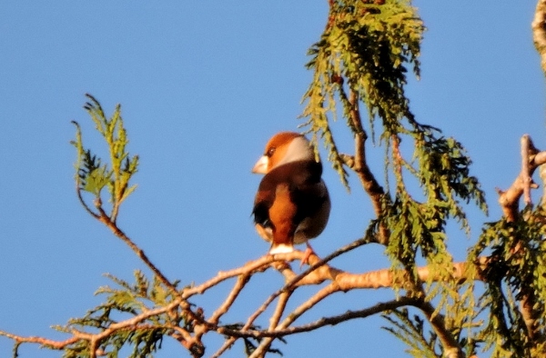 Hawfinch