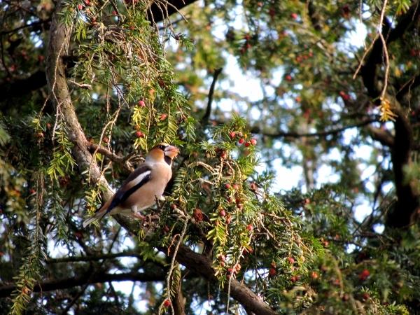 Hawfinch