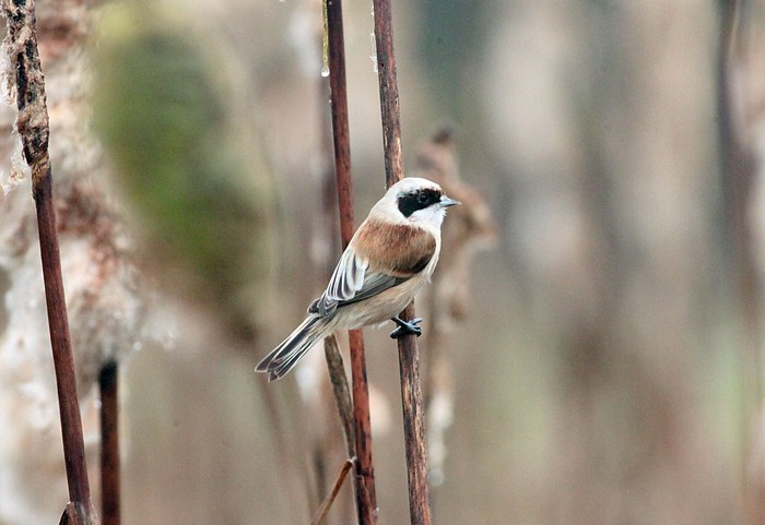 Penduline Tit