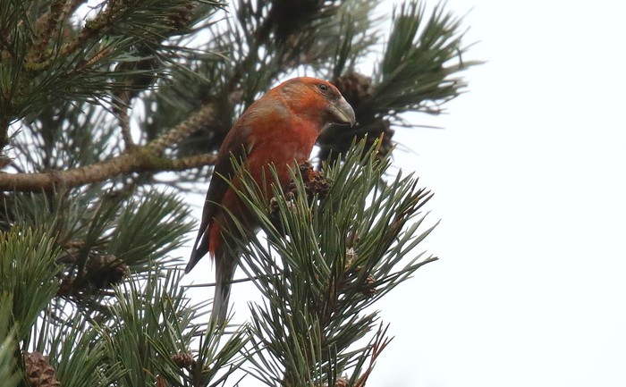 Parrot Crossbill