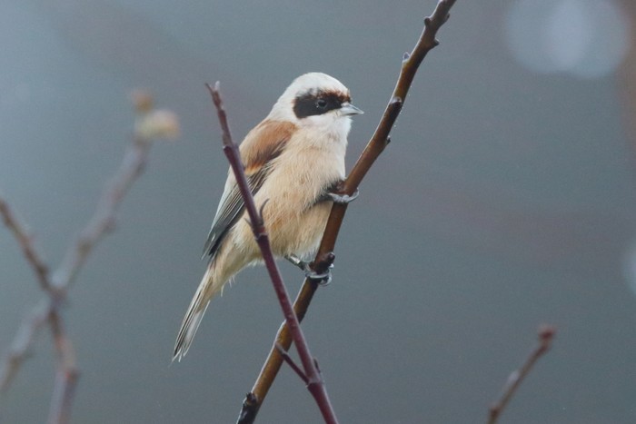 Penduline Tit