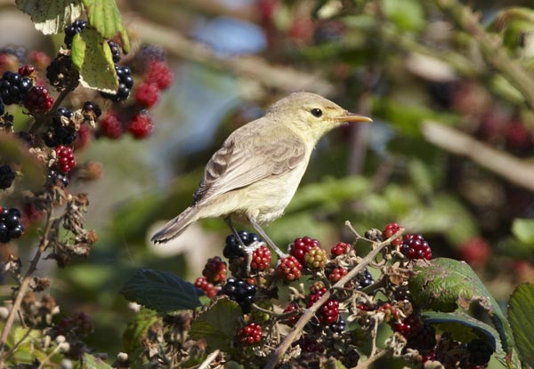 Melodious Warbler