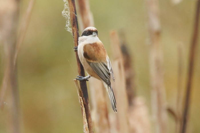 Penduline Tit