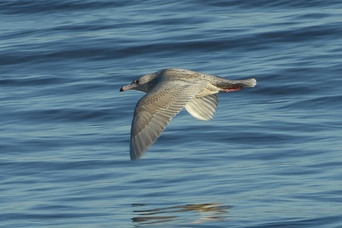 Glaucous Gull
