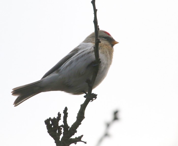 Coues's Arctic Redpoll