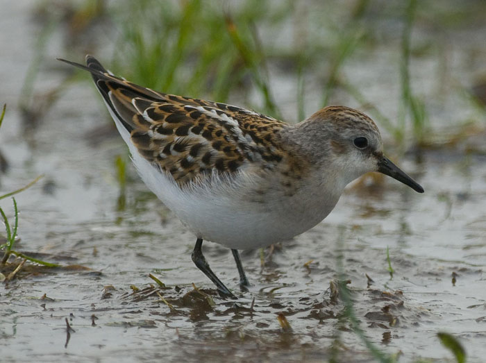 Little Stint