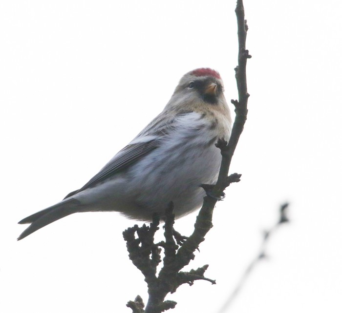 Coues's Arctic Redpoll