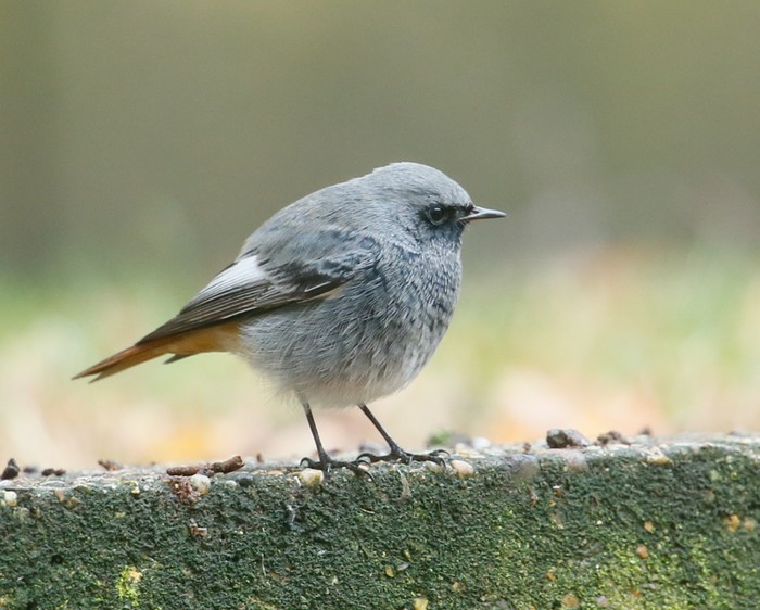 Black Redstart