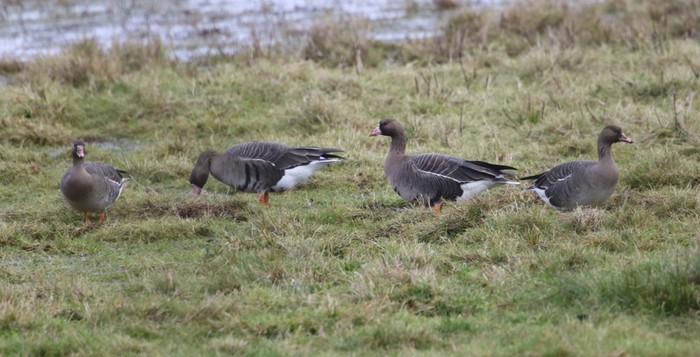 Russian White-fronted Goose