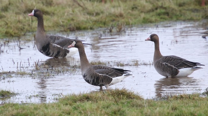 Russian White-fronted Goose