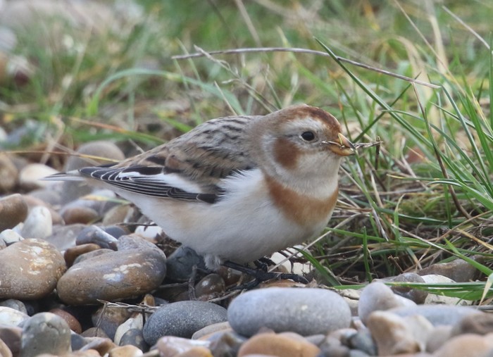 Snow Bunting