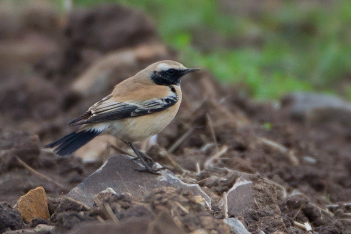 Desert Wheatear