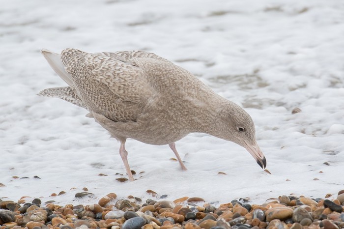 Glaucous Gull
