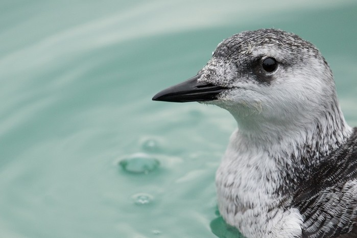 Black Guillemot