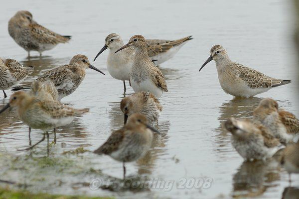 Pectoral Sandpiper