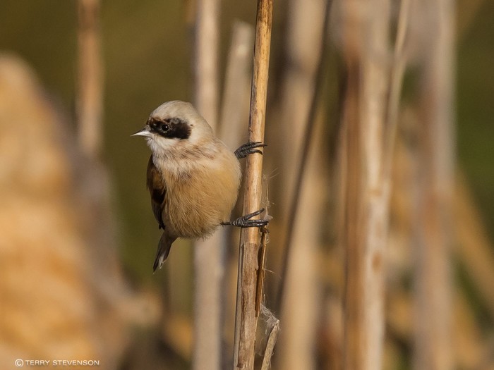 Penduline Tit