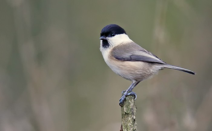 Willow Tit