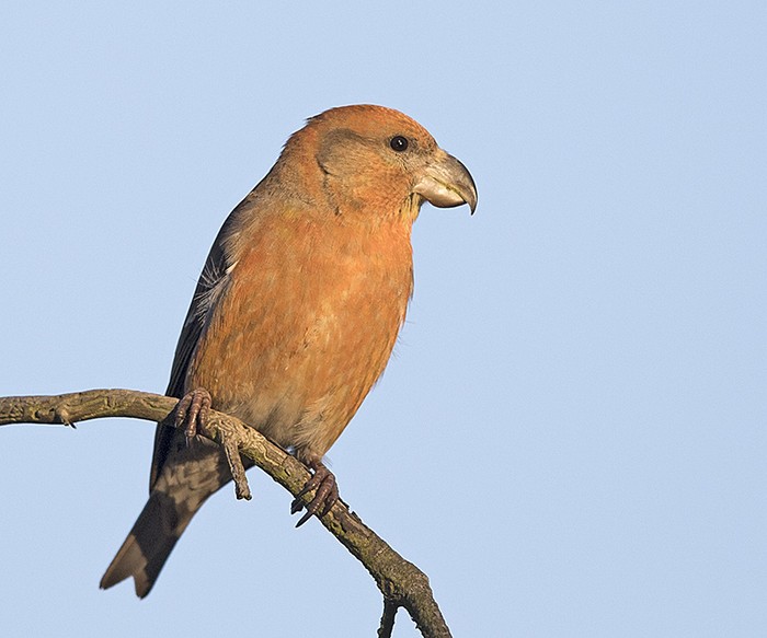 Parrot Crossbill