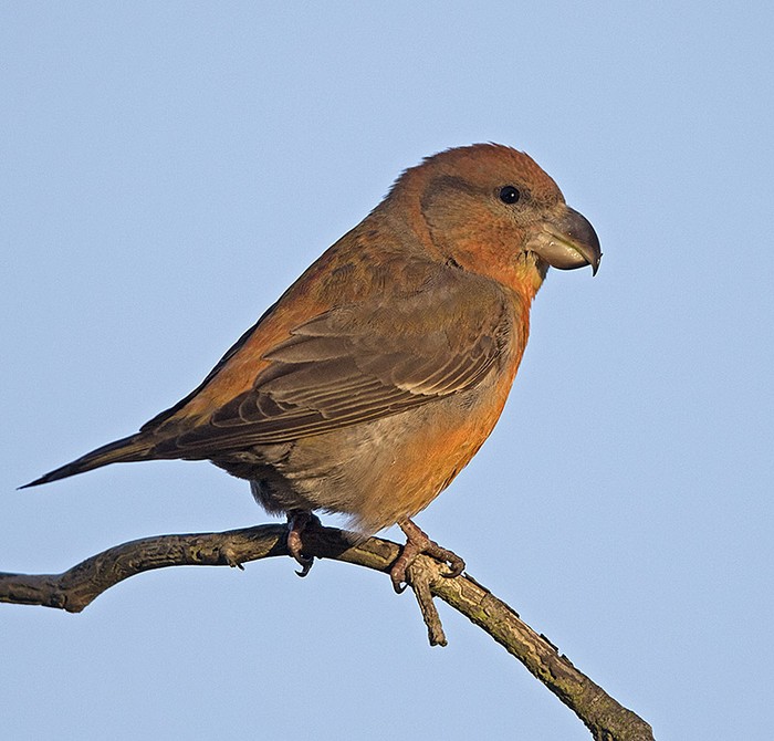 Parrot Crossbill