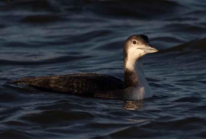 Great Northern Diver