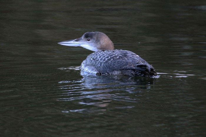 Great Northern Diver