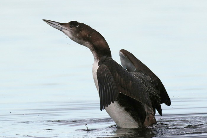 Great Northern Diver