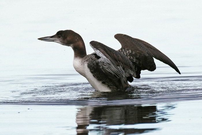 Great Northern Diver