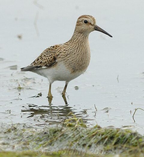 Pectoral Sandpiper