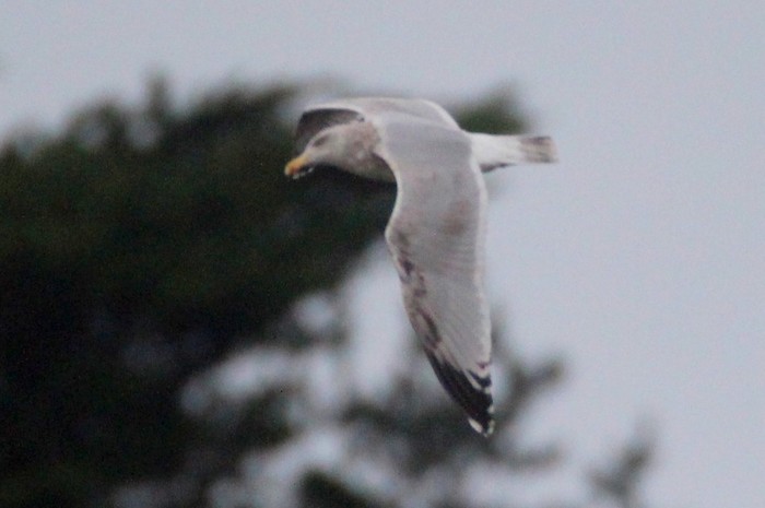 American Herring Gull