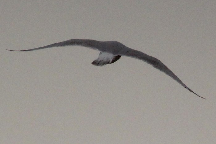 American Herring Gull