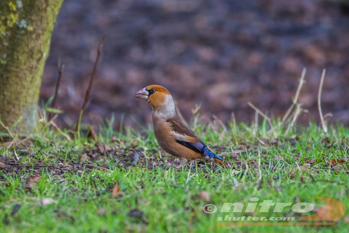 Hawfinch