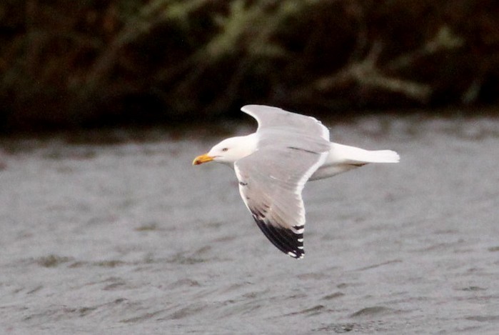 Yellow-legged Gull