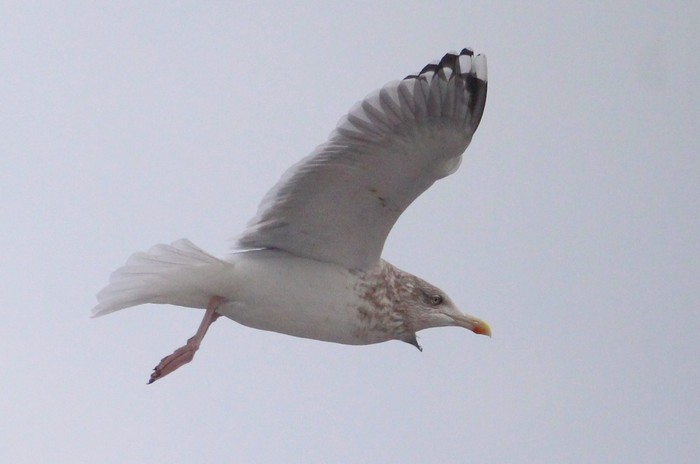 Scandinavian Herring Gull 
