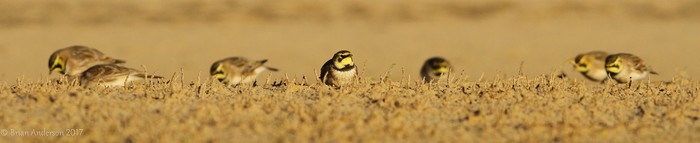 Shorelark