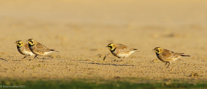 Shorelark