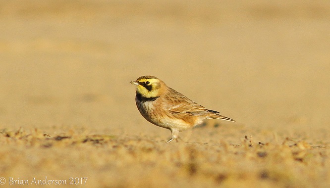 Shorelark