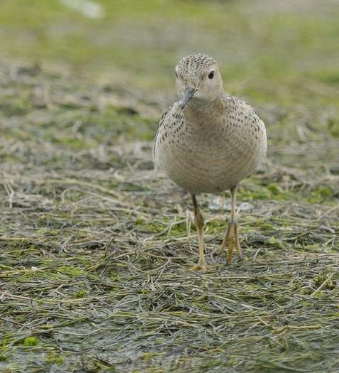 Buff-breasted Sandpiper